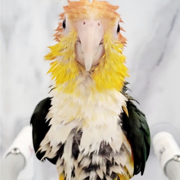 Meet your Posher, Briana - Picture 10 of 10